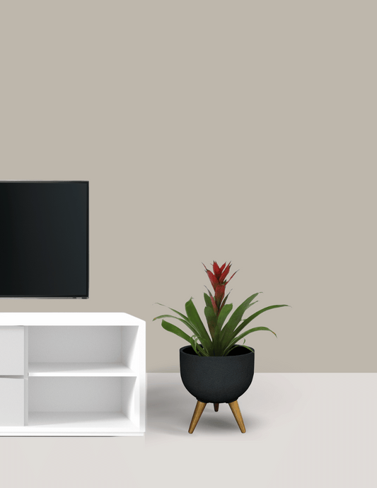 Bromelia Guzmania com Vaso Loki