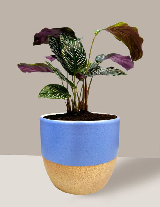 Maranta Riscada