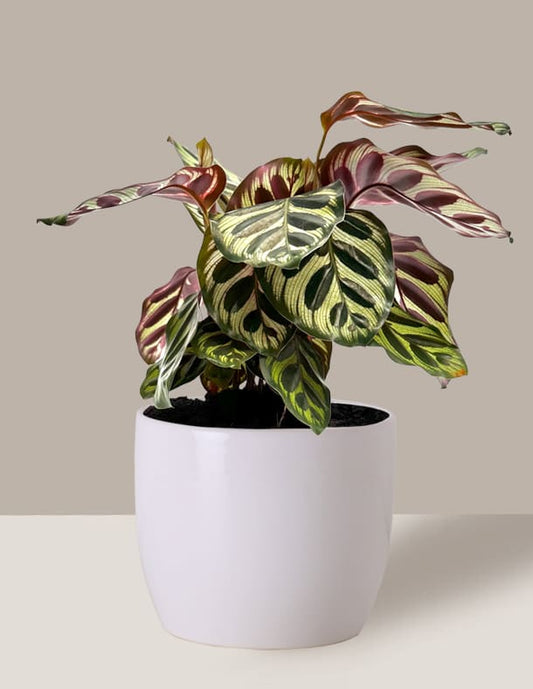 Maranta Pavão