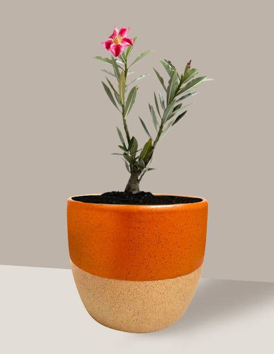 Rosa do Deserto Cor Variada