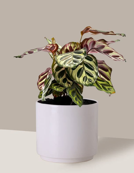 Maranta Pavão