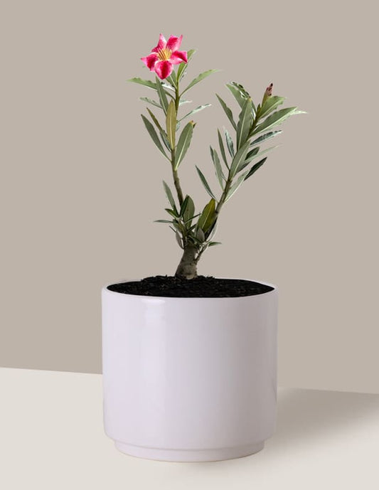 Rosa do Deserto Cor Variada