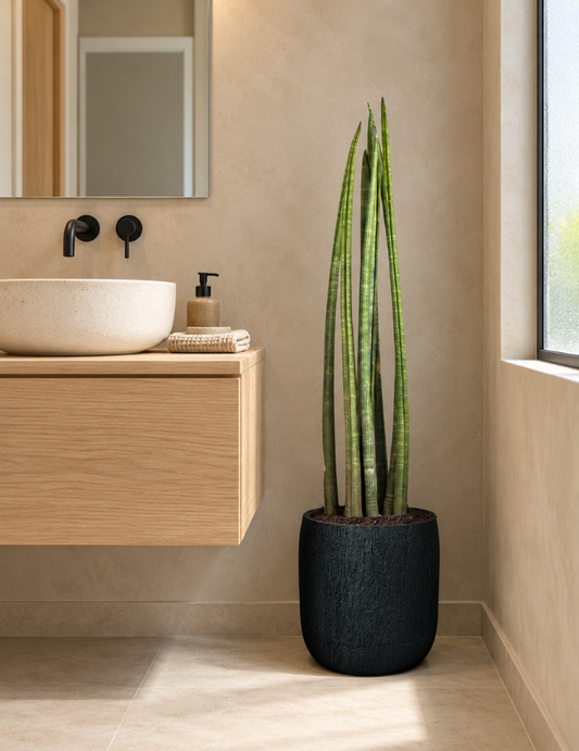 Sansevieria Cylindrica Grande