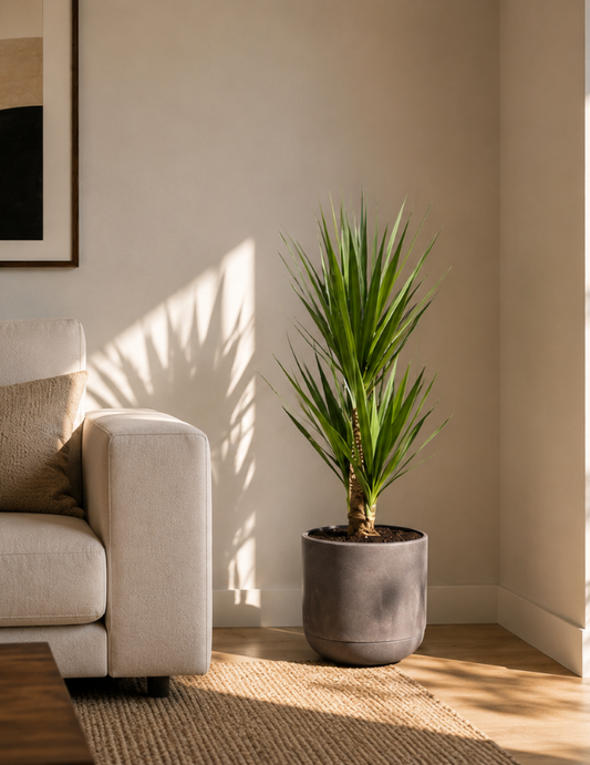 Yucca elephantipes