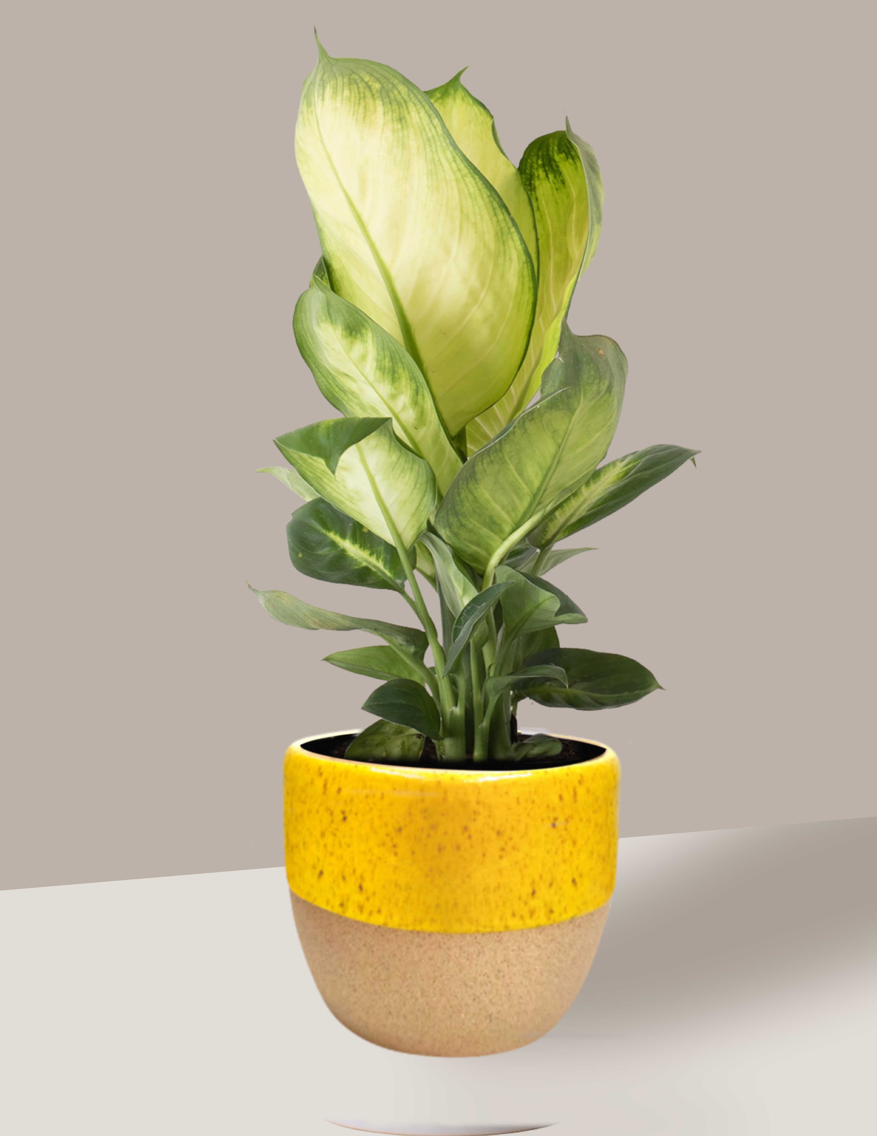dieffenbachia picta comigo-ninguém-pode Comigo Ninguém Pode para Interiores – Nordic Green