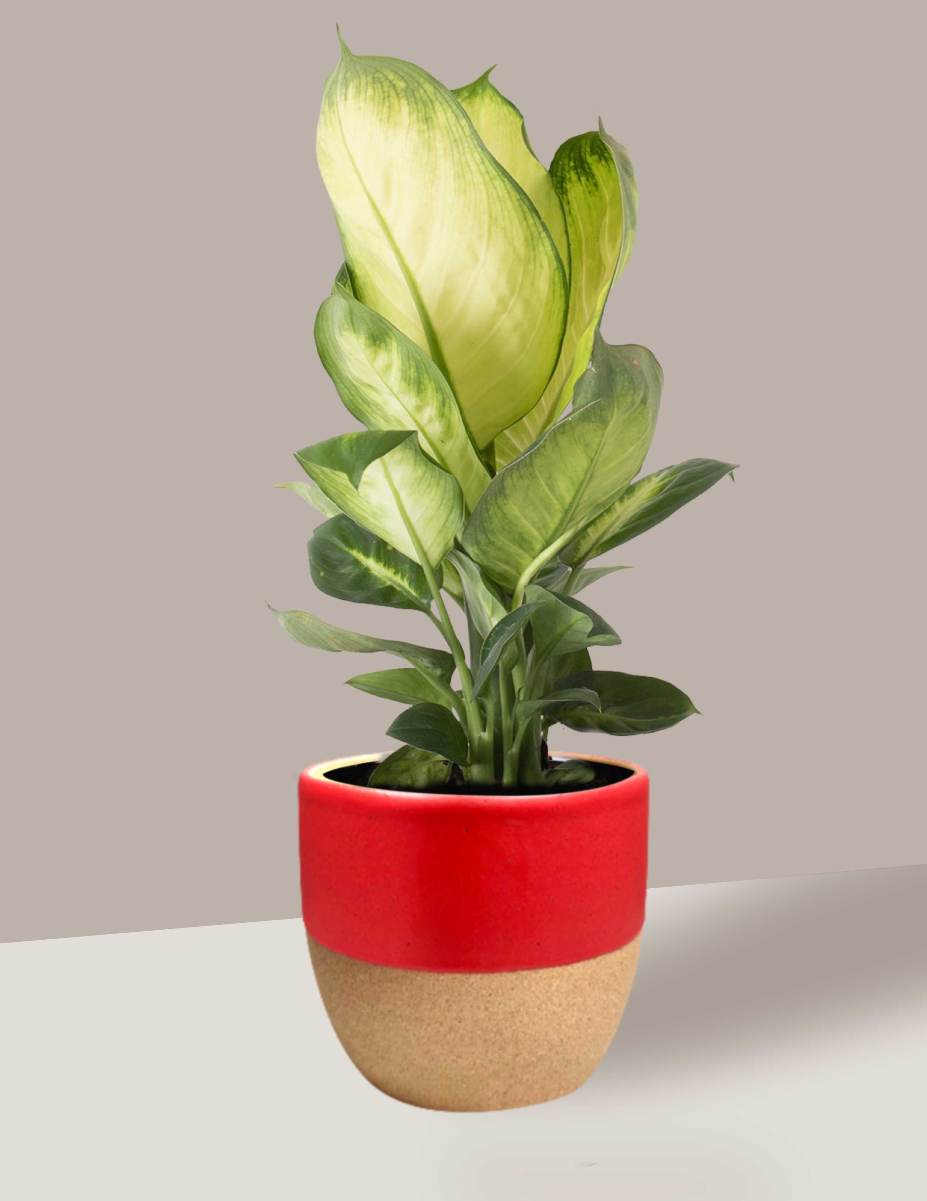 Dieffenbachia-Freia-Pequeno-