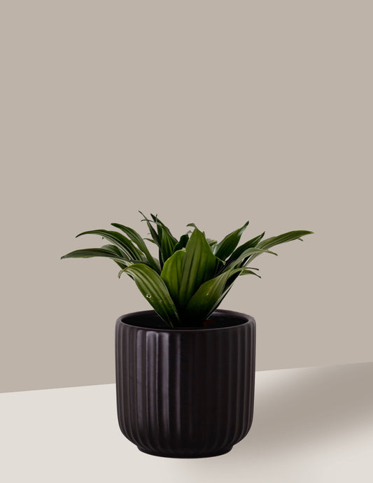 Dracena Compacta