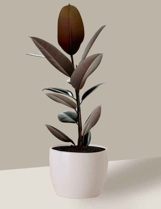 Fícus Elástica Burgundy