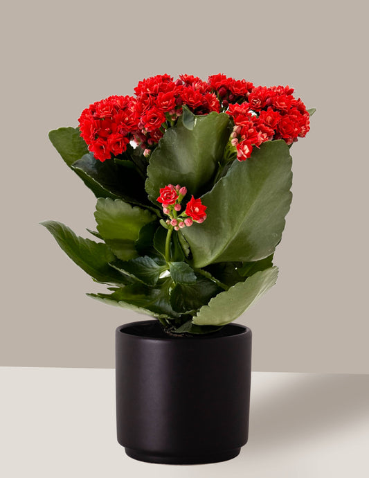 Flor da Fortuna Kalanchoe