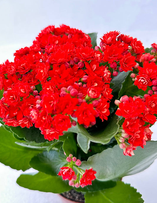 Flor da Fortuna Kalanchoe
