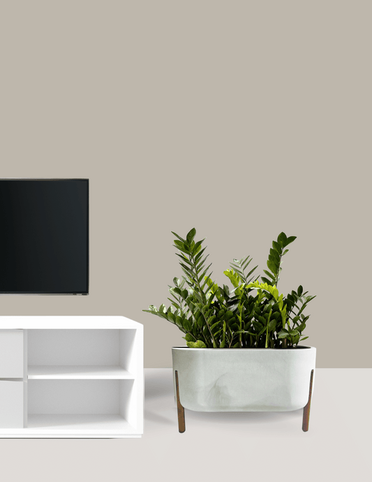 Zamioculca Grande Com Floreira Bragi