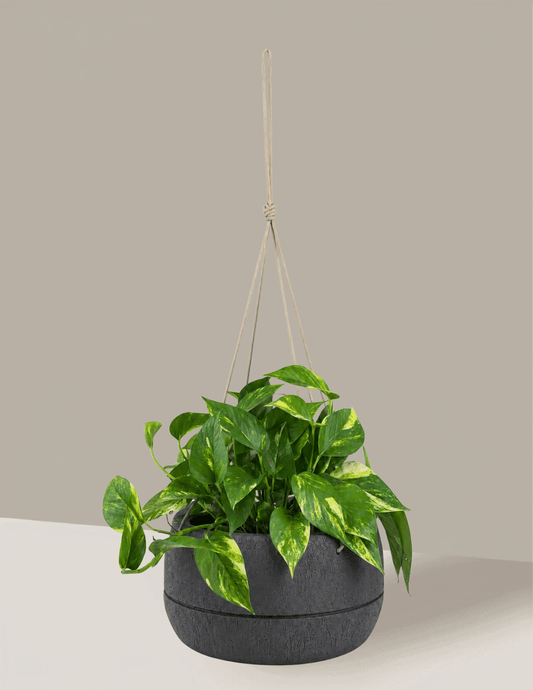 Jiboia Verde - Vaso Oma Suspenso