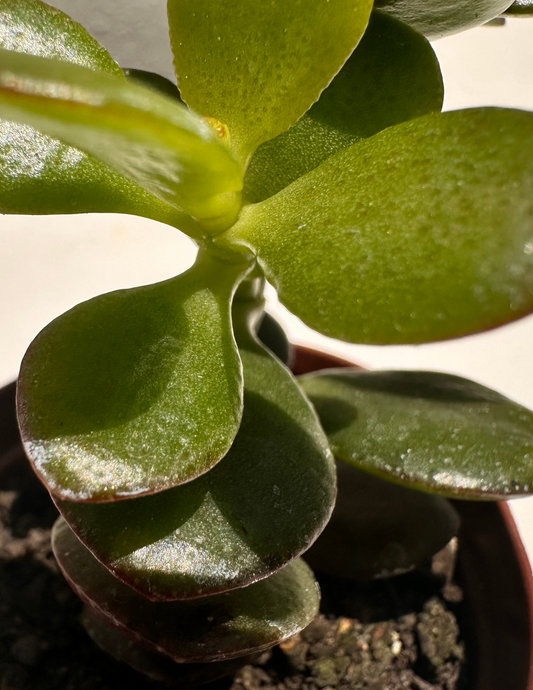 Jade Crassula Ovata