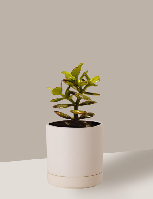 Jade Crassula Ovata