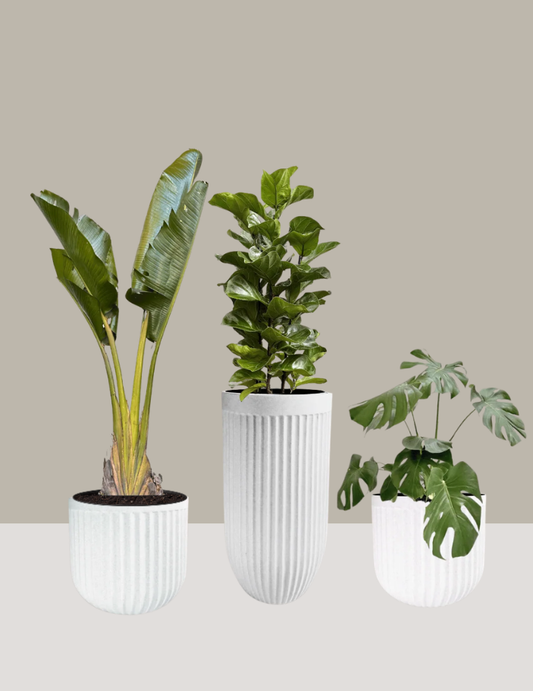 Kit Ravenala, Fícus Lyrata e Costela-de-Adão com Vasos
