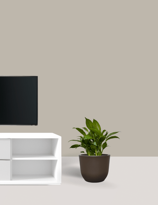 Lírio-Da-Paz com Vaso Runa