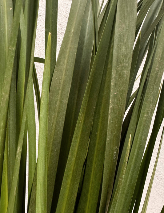 Moréia Dietes Grande