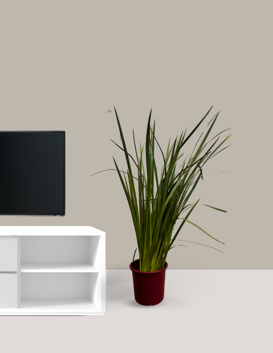 Moréia Dietes Grande