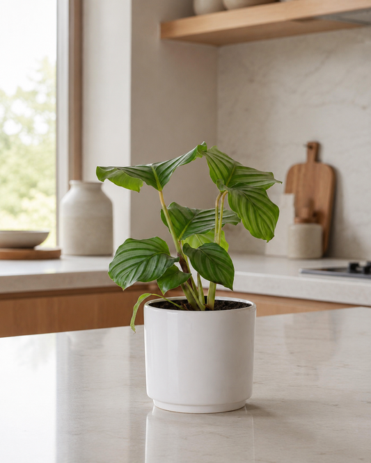 Calathea Orbifolia