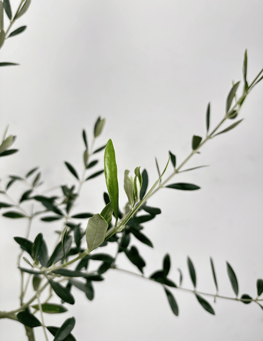 Oliveira