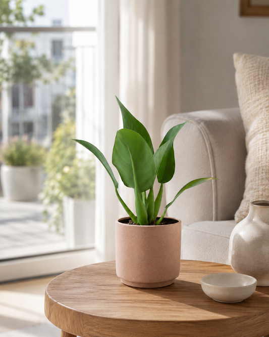 Pacová Philodendron