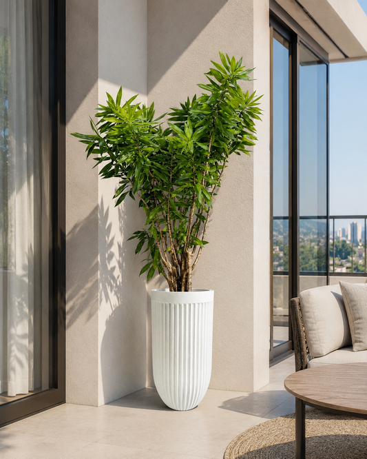 Dracena Pleomele Verde