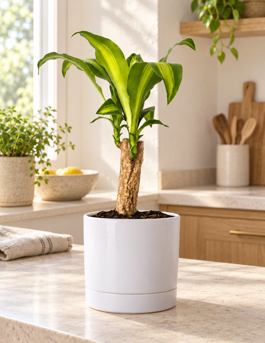 Dracena Pau d'água - Dracena Fragrans