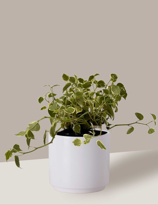 Peperomia Scandens
