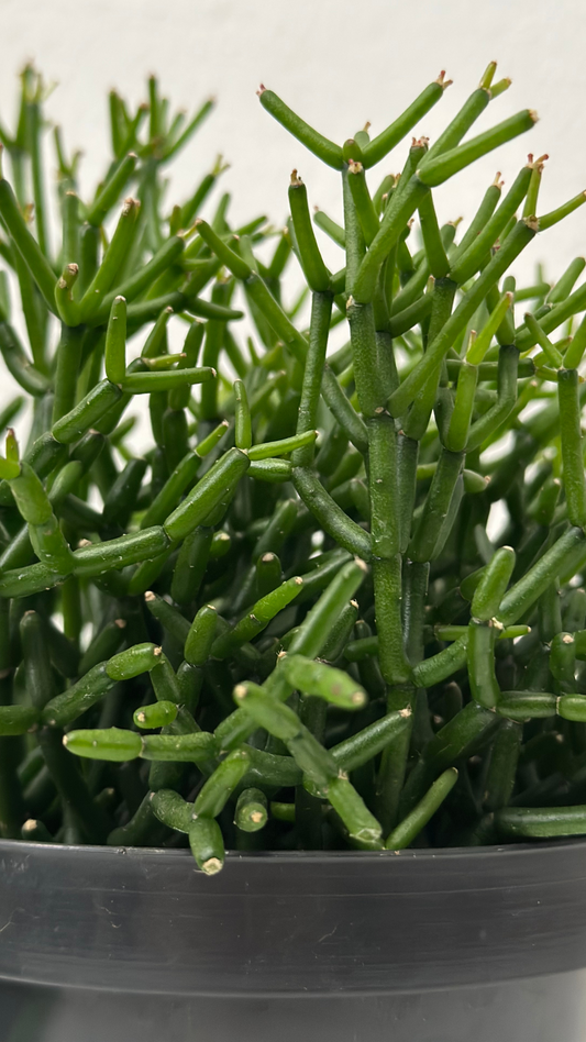Conjunto de Suculentas: Rhipsalis e Bola de Neve Mexicana