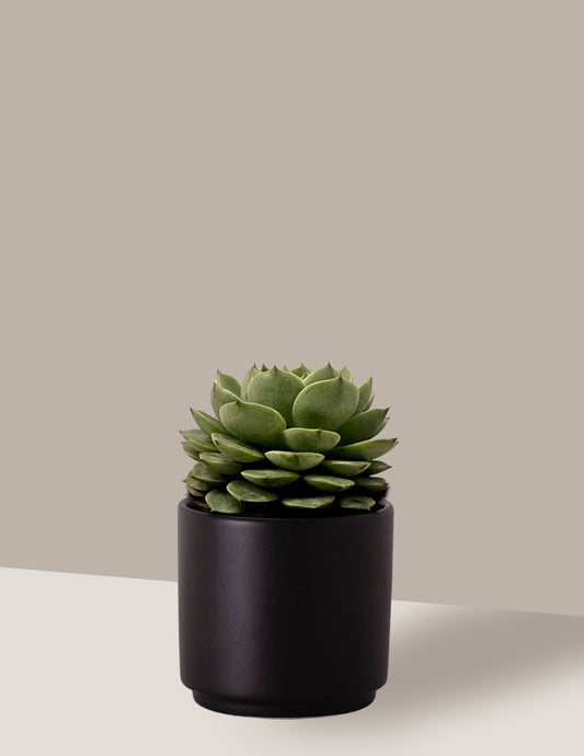 Bola de Neve Mexicana