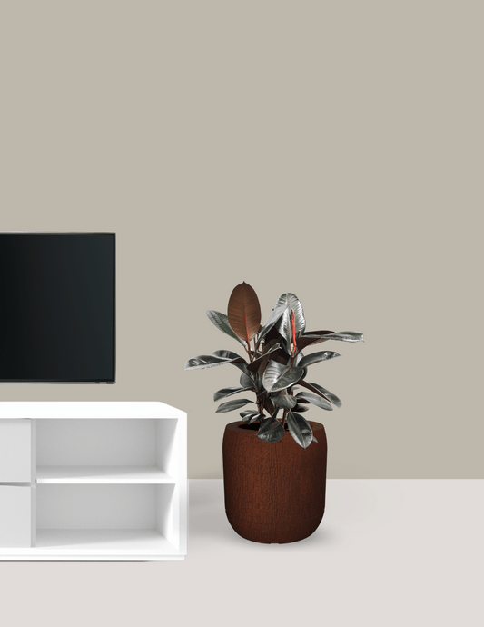 Fícus Elástica Grande