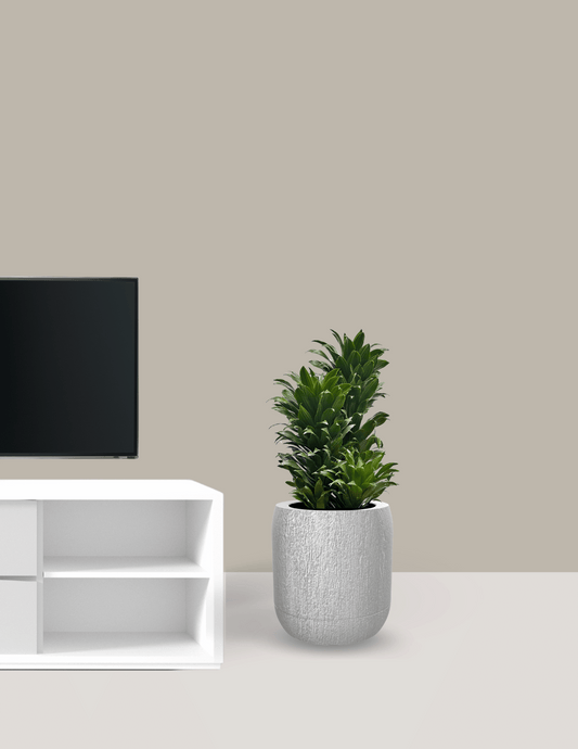 Dracena Compacta Grande