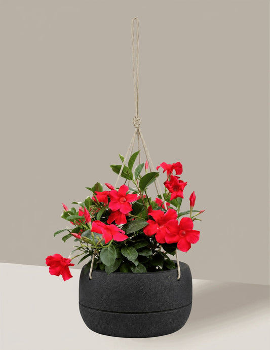 Dipladenia - Vaso Oma Suspenso