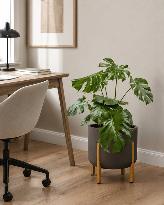 Costela de Adão Grande - Monstera Deliciosa