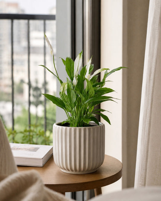 Lírio-Da-Paz - Spathiphyllum