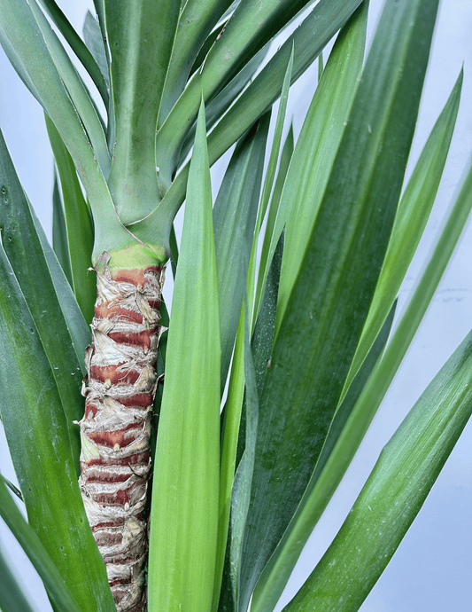 Yucca elephantipes