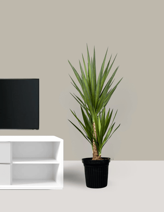 Yucca elephantipes