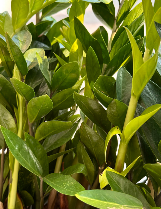 Zamioculca Grande Com Floreira Bragi