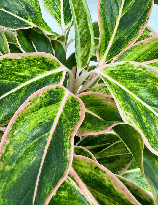 Aglaonema Pink Aurora