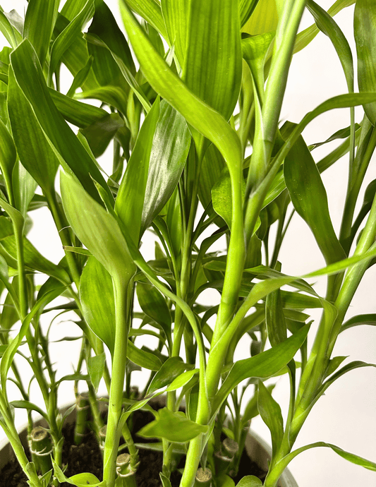 Bambu-da-sorte grande