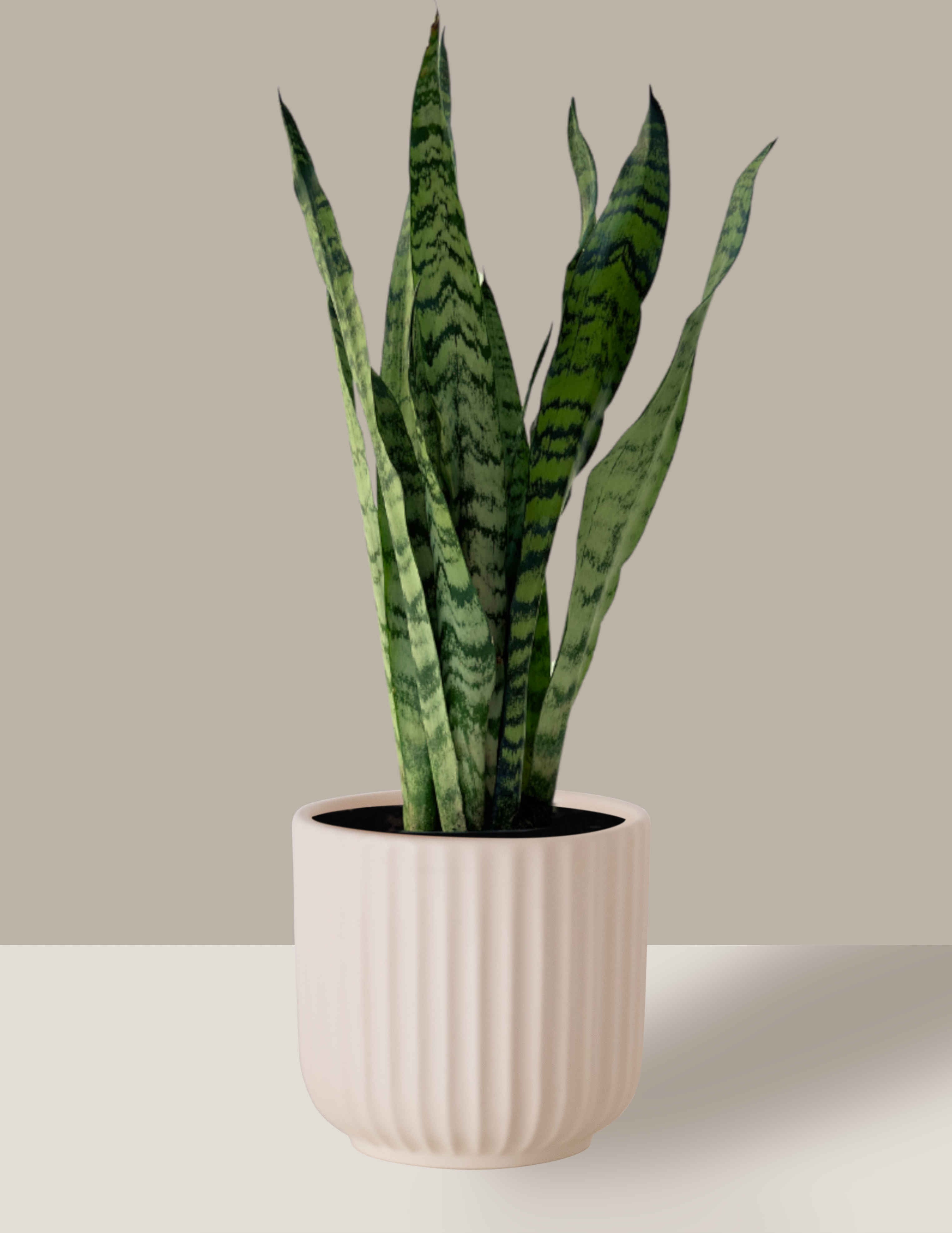 Espada de São Jorge: Purifique seu Ambiente | Nordic Green