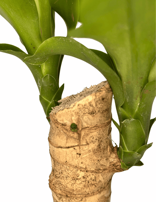 Dracena Pau d'água - Dracena Fragrans