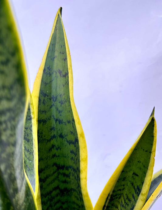 Espada de Santa Bárbara Grande