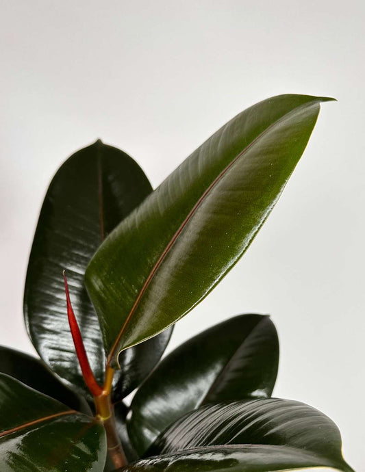 Fícus Elástica Grande