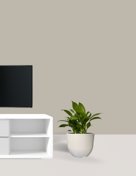 Lírio-Da-Paz com Vaso Runa