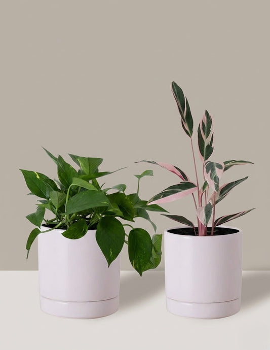 Conjunto Jiboia e Maranta Tricolor