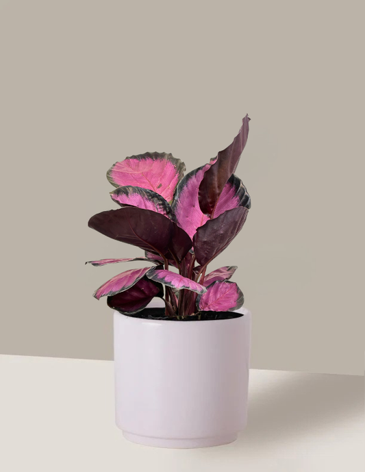 Calathea Roseopicta