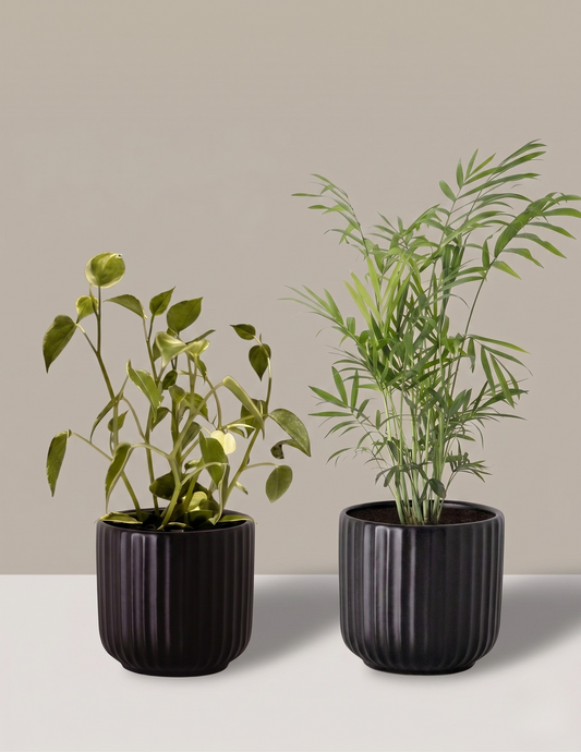 Conjunto Peperomia Scandens e Palmeira Camedórea