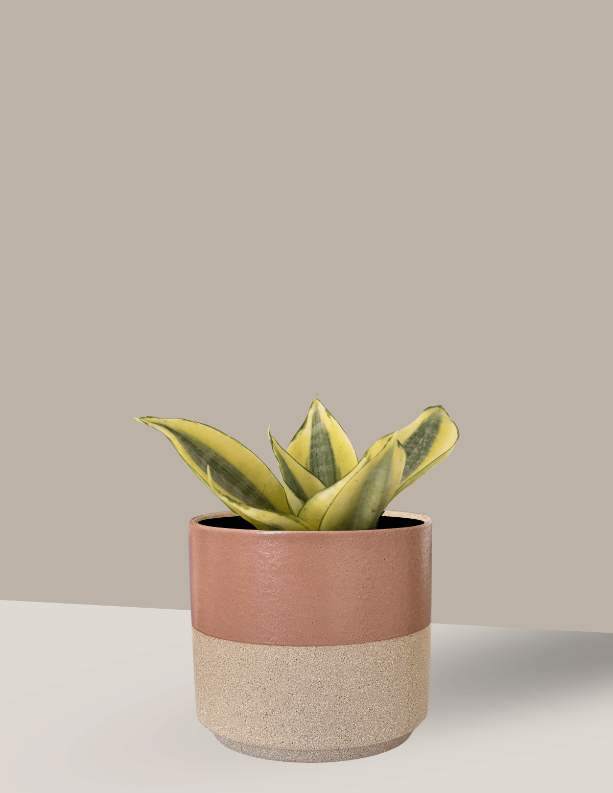 Sansevieria Golden Com Vaso - Trifasciata Hahni - Espada de São