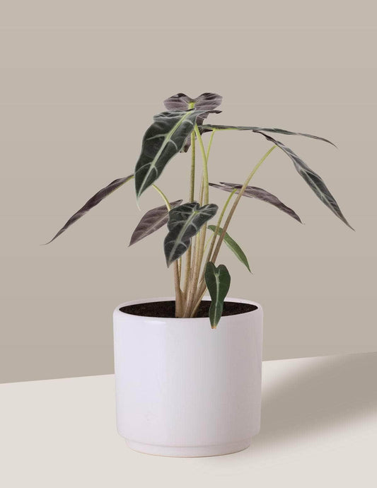 Alocasia Piccolini Cara-de-burro Alocasia amazônica / Odin Cachepô / Pequeno / Branco Vaso Cachepot Pote Ceramica / p8 p9 p10 p11 p12 / Planta Viva Nordic Green